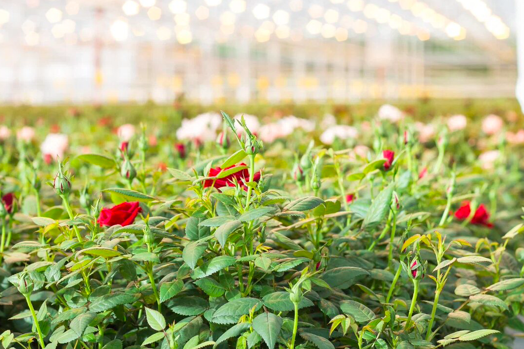 Фото В Новосибирске увеличат производство роз 3